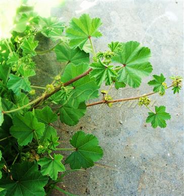  Twig with leaves
